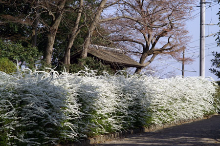 南門と雪柳